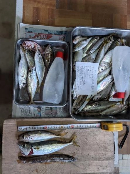 一部の根魚は、昨日のハゼ釣り残り餌での投げ釣り。