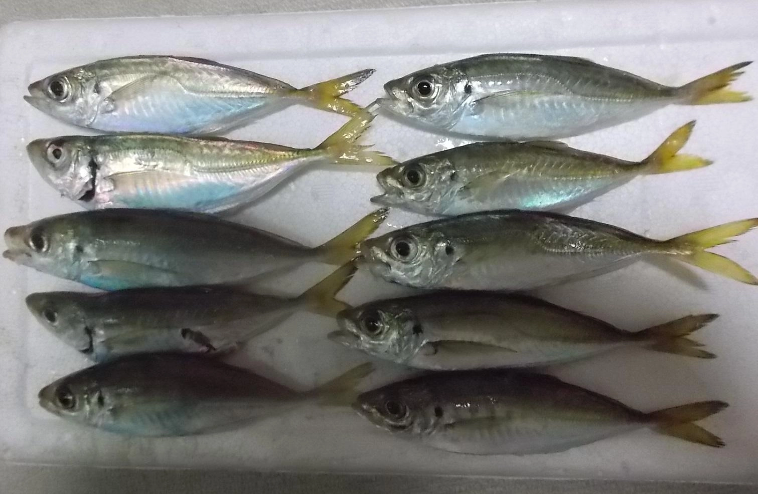 １時間ちょっとの釣行、濁っていることもあってか水深１ⅿ位で釣れてきました。
