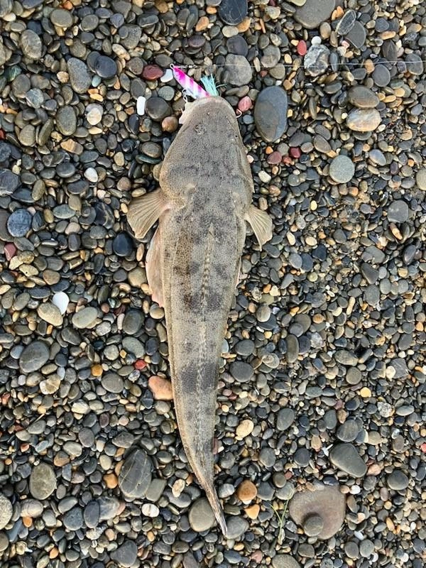 比較的近い所でアタリがあったそうです。周辺でも40cm～50cmのマゴチを釣っている人がいました。