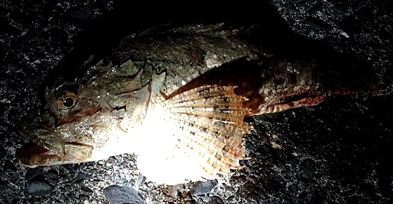 慌てすぎて、マトモに撮れた写真がこれしかない…