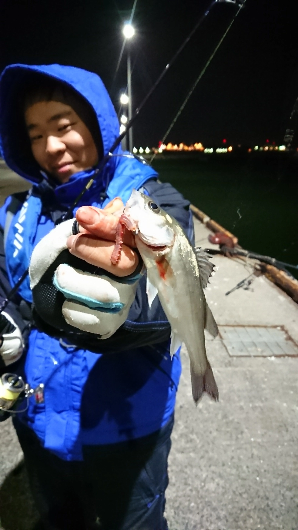 ジグヘッドにアオイソメをつけてセイゴが釣れました♪
エサとルアーのハイブリッド釣法です!!