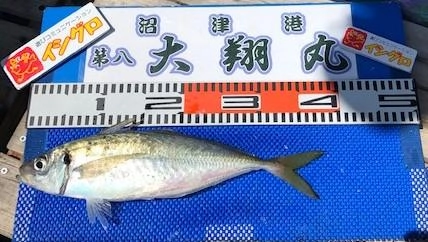 良型アジ釣れています
