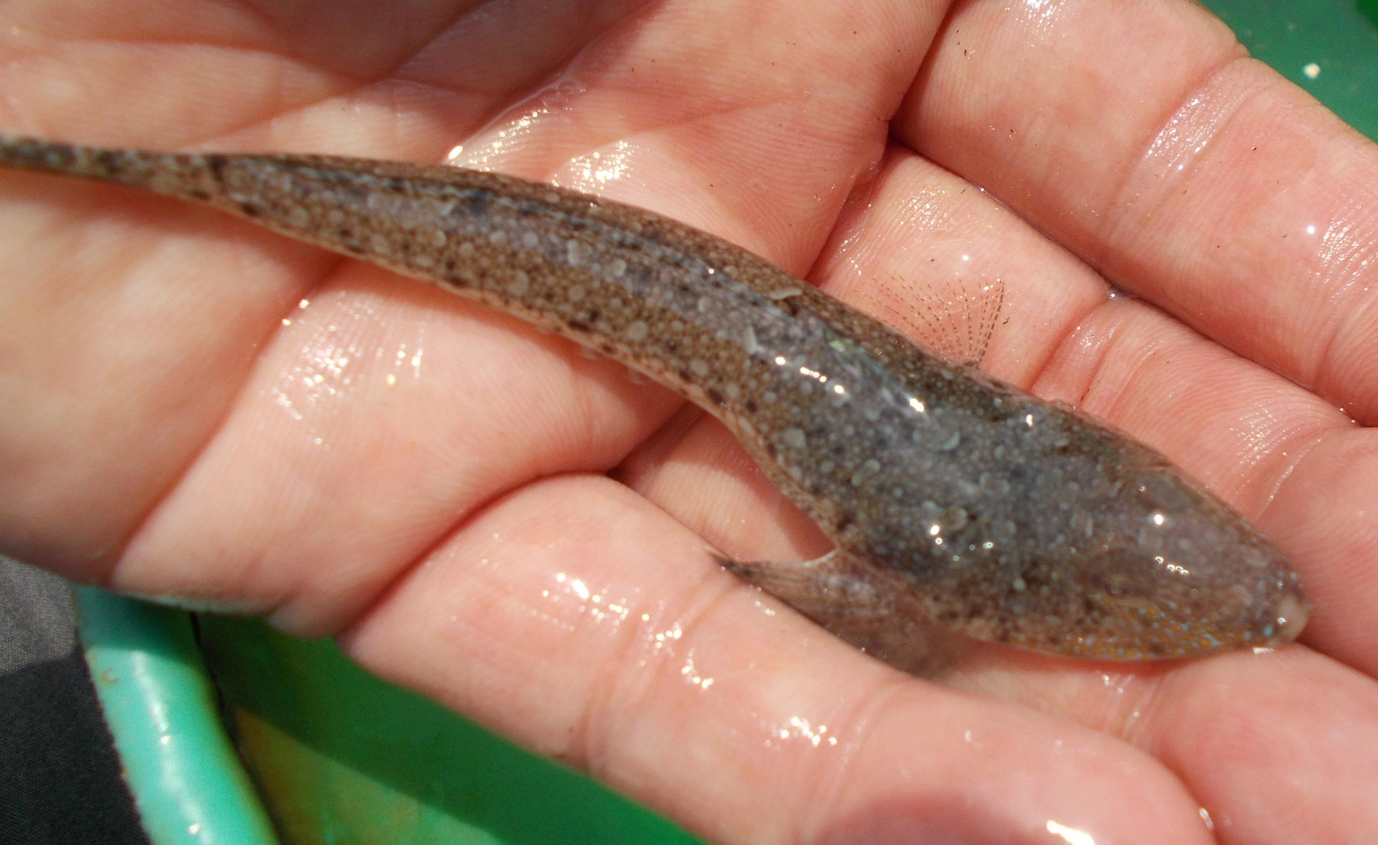 一緒にメゴチも釣れます。ヌルヌルがきついですがテンプラにするととても美味しい魚です。