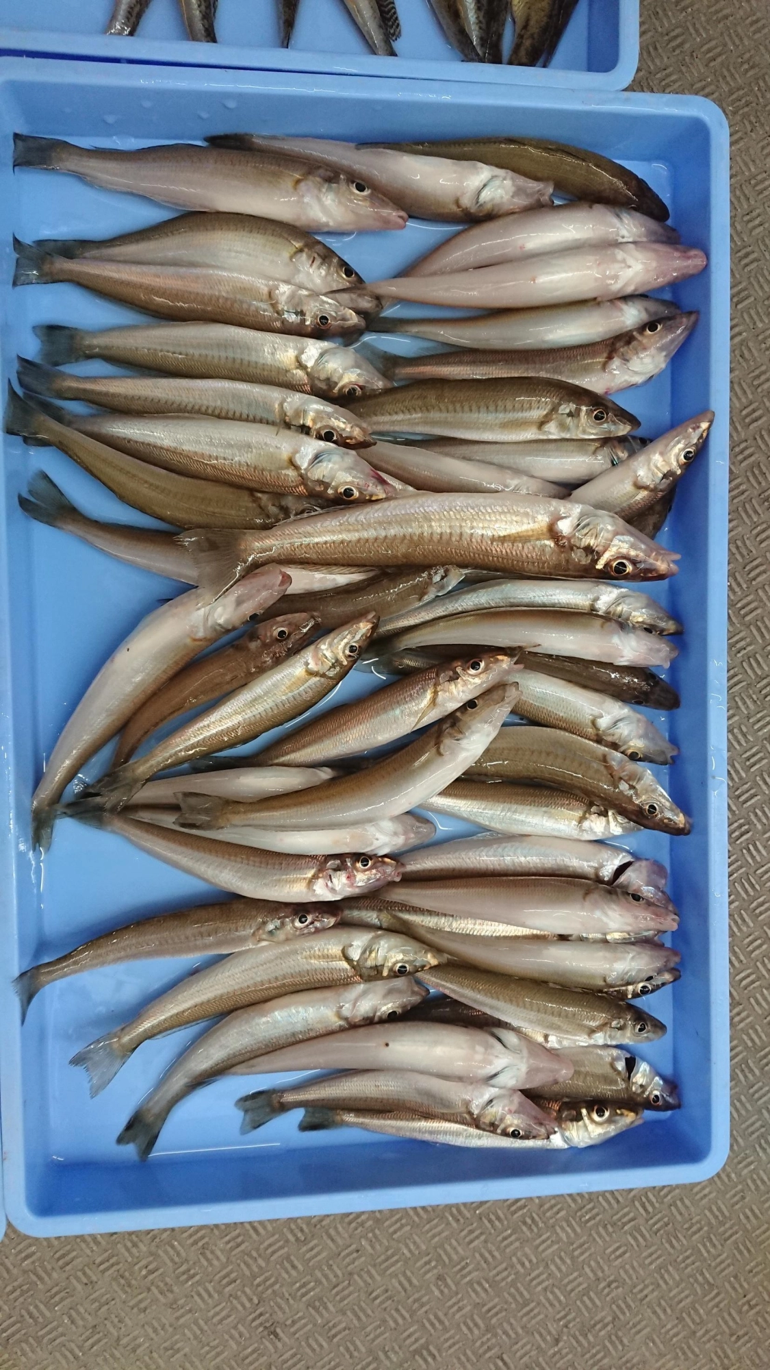 シロギス良く釣れてます！サイズも大きいのが混じります！