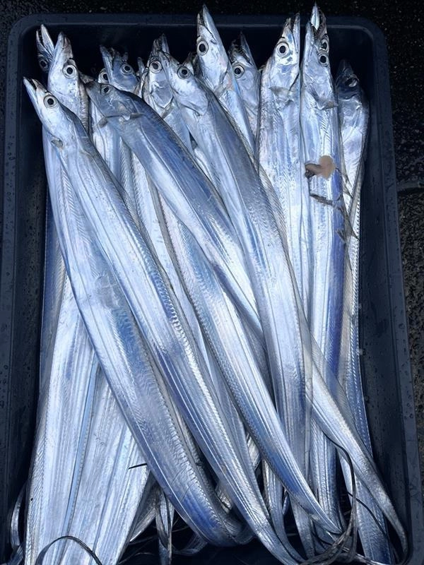 釣り始めから釣り終わりまで終始釣れ続けました！とても良い日にあたり、タチウオの食い良かったです。途中２時間弱ほど、スルメイカ狙いでエサ巻きエギをやりましたがユウレイイカが釣れました。スルメイカは残念ながら釣れませんでした。