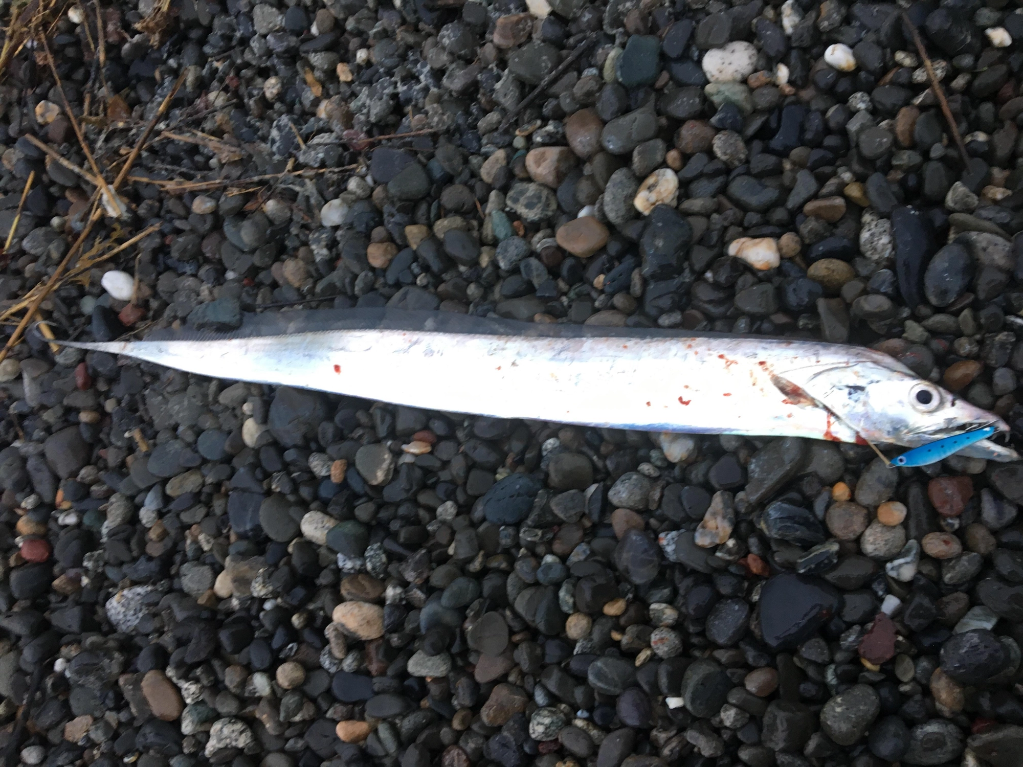 良型の太刀魚が浜から釣れてます！