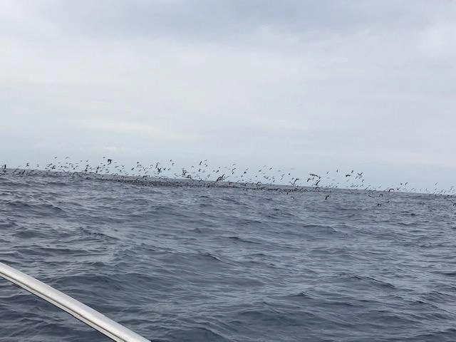 黒潮が遠州灘に大接近中！！鳥ナブラがすごいことになっています。