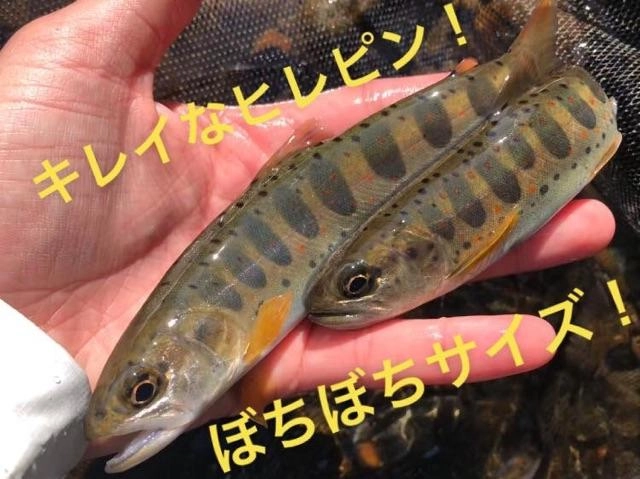 天然のヒレまでキレイなアマゴが多かったです。