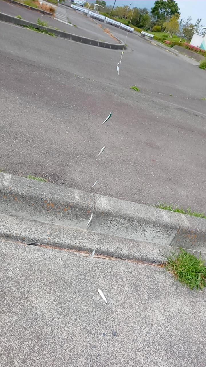 棚が合えば鈴なりに釣れます。