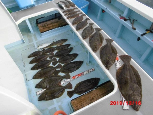 旬を迎えてる肉厚良型ビラメがわんさか、わんさか釣れますよッ(^-^)