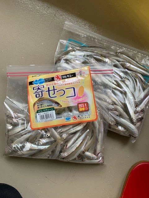 寄せっコ新色を使ってきました！やっぱり釣れますね！