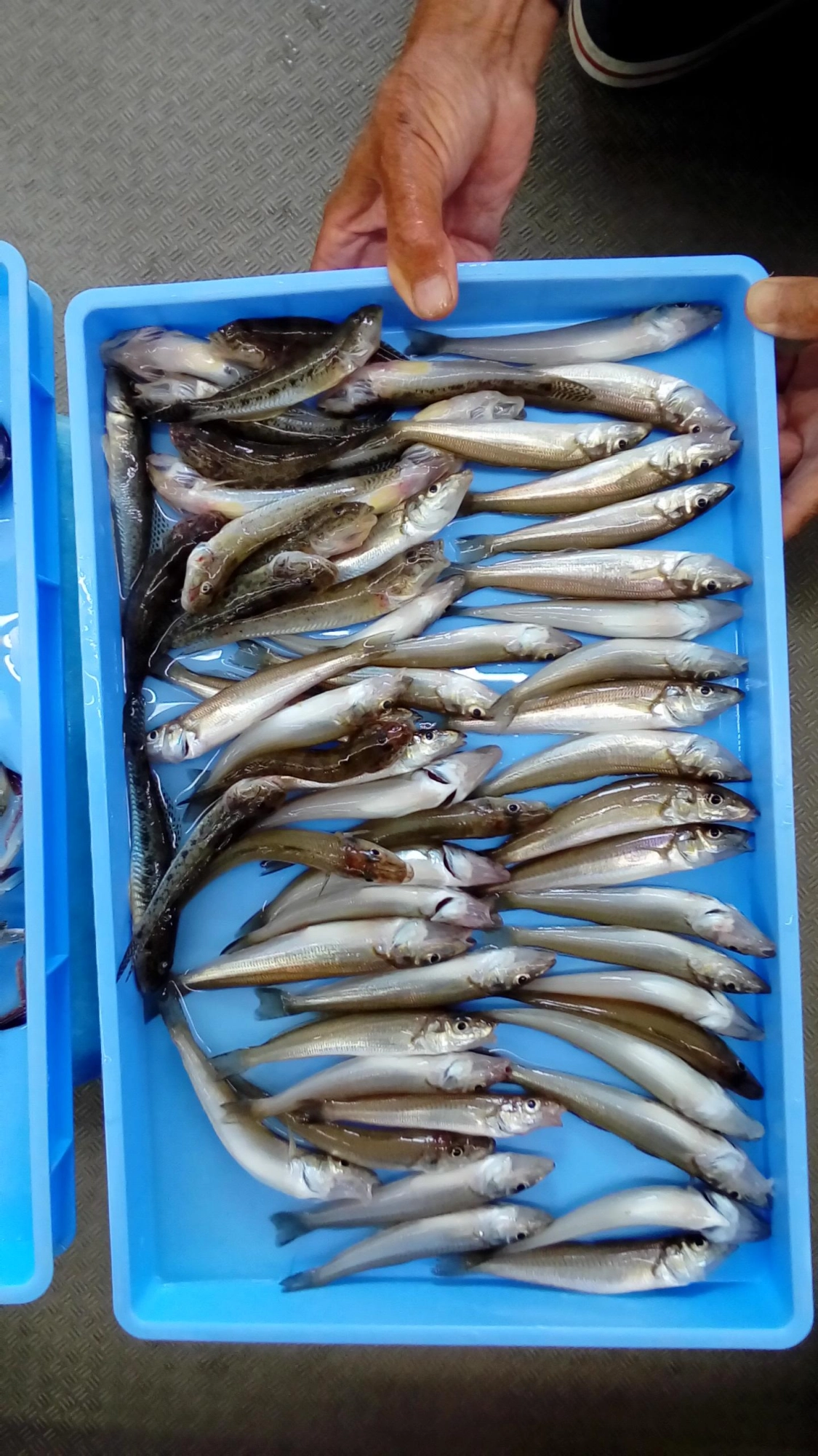 表浜の釣況が悪かったため、三河湾側に移動して好釣果を得たそうです。
