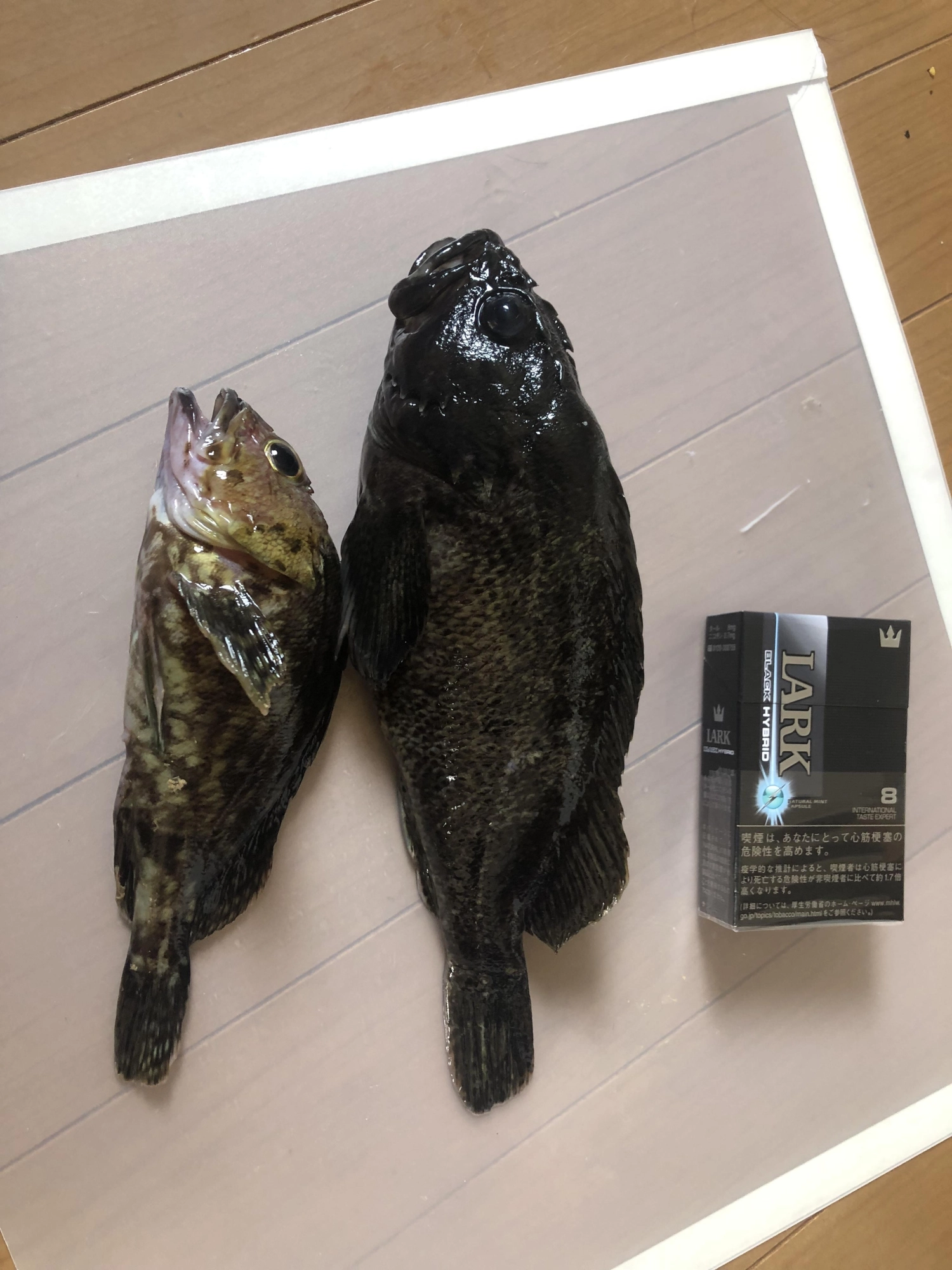 帰宅後の1枚