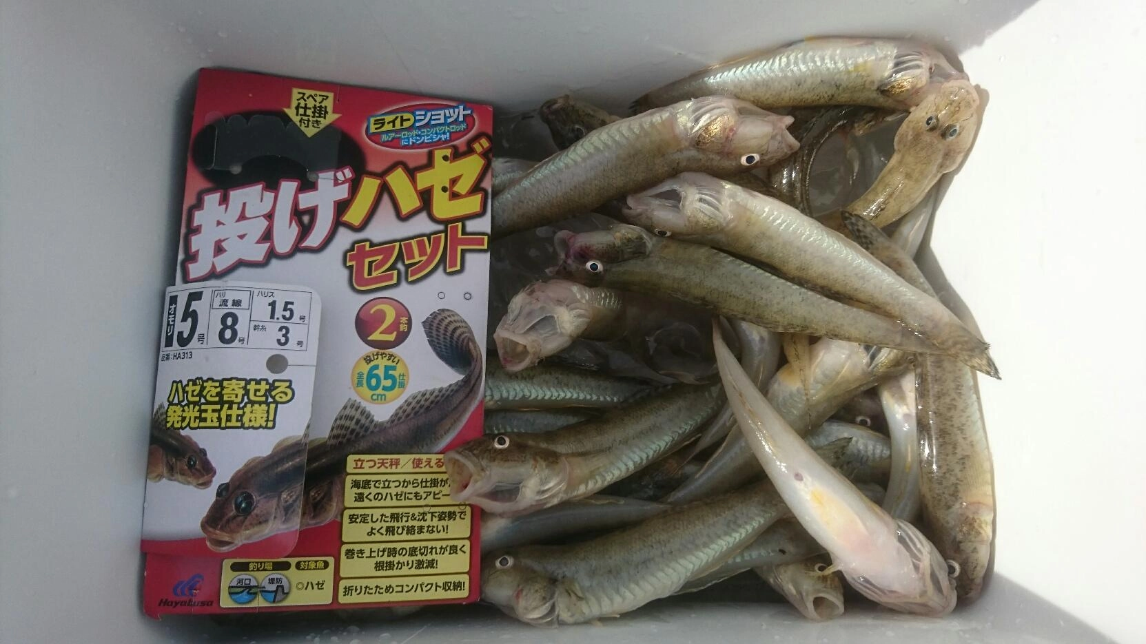 みんなで50匹以上。5cmぐらいの小型はリリースしました♪【フライ】にして夜食べました♪最高でした！