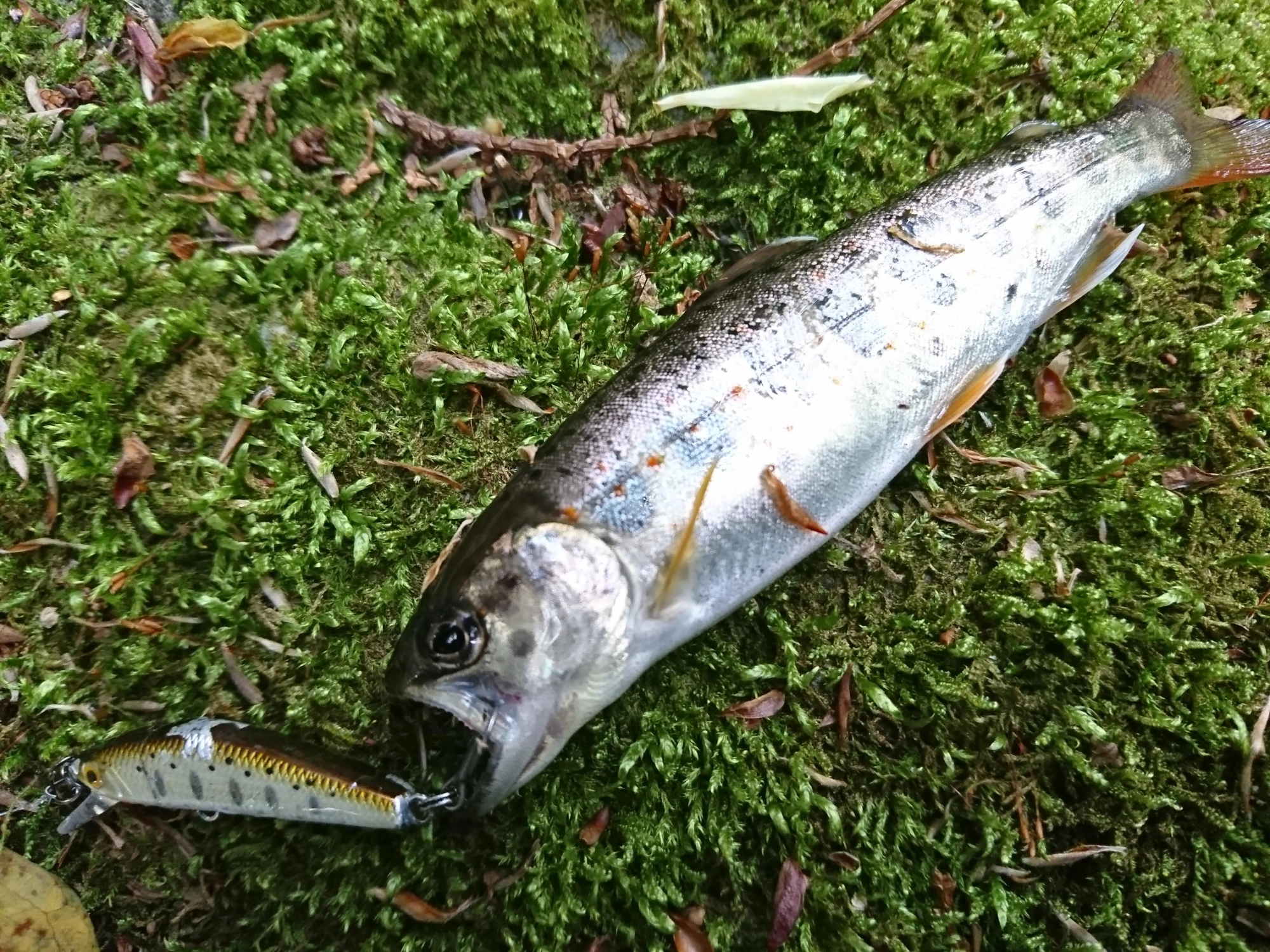 小型の放流アマゴが釣れました。釣果は１匹でしたが数は多かったです。