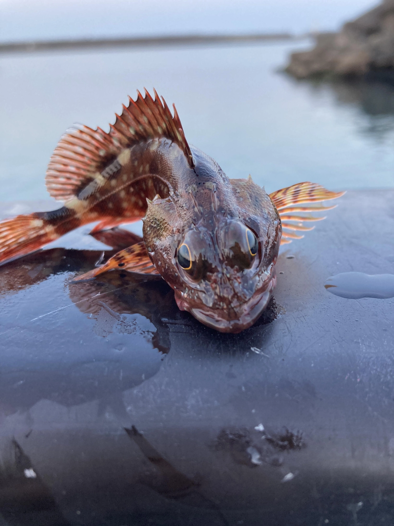 赤みの強い綺麗な魚でした。