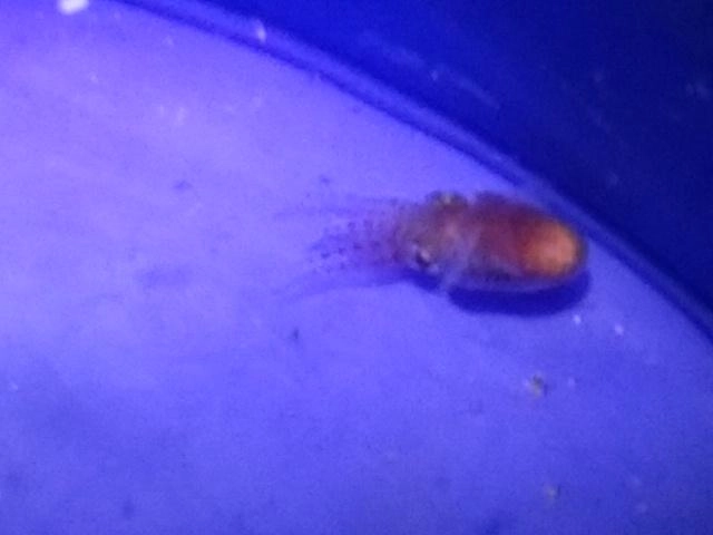 夜イカいた
