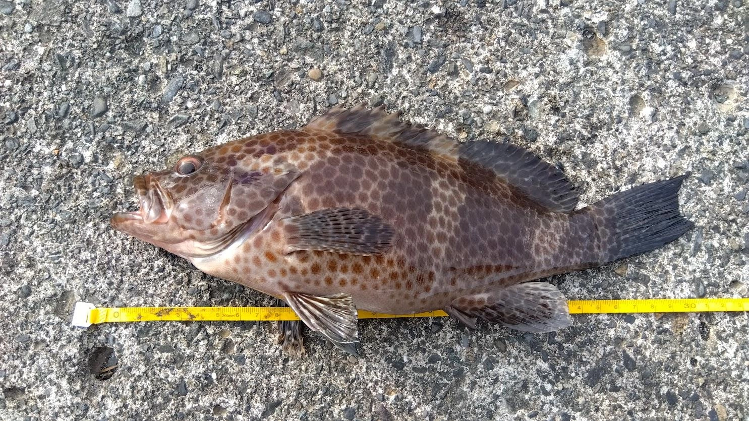 最近足元泳がせの釣果なく、台風前に３０ちょっとのオオモンハタのみです。
例年は堤防際に小鯖や鰯の接岸があり、シーバス、ヒラメ、太刀魚、アオリイカなんかを足元泳がせで釣ってますが、今年は全くダメです。見えるのはタカベくらいで、足元泳がせシーズンはまだみたいです。