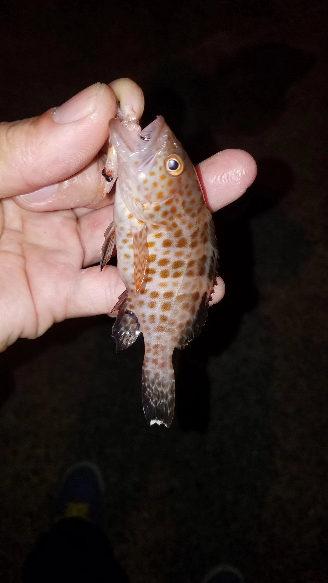 釣友が釣ったオオモンハタの子供‼
