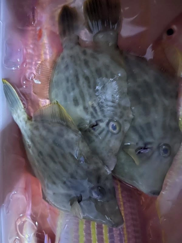 カワハギも釣れました！これから旬を向かえるカワハギです！