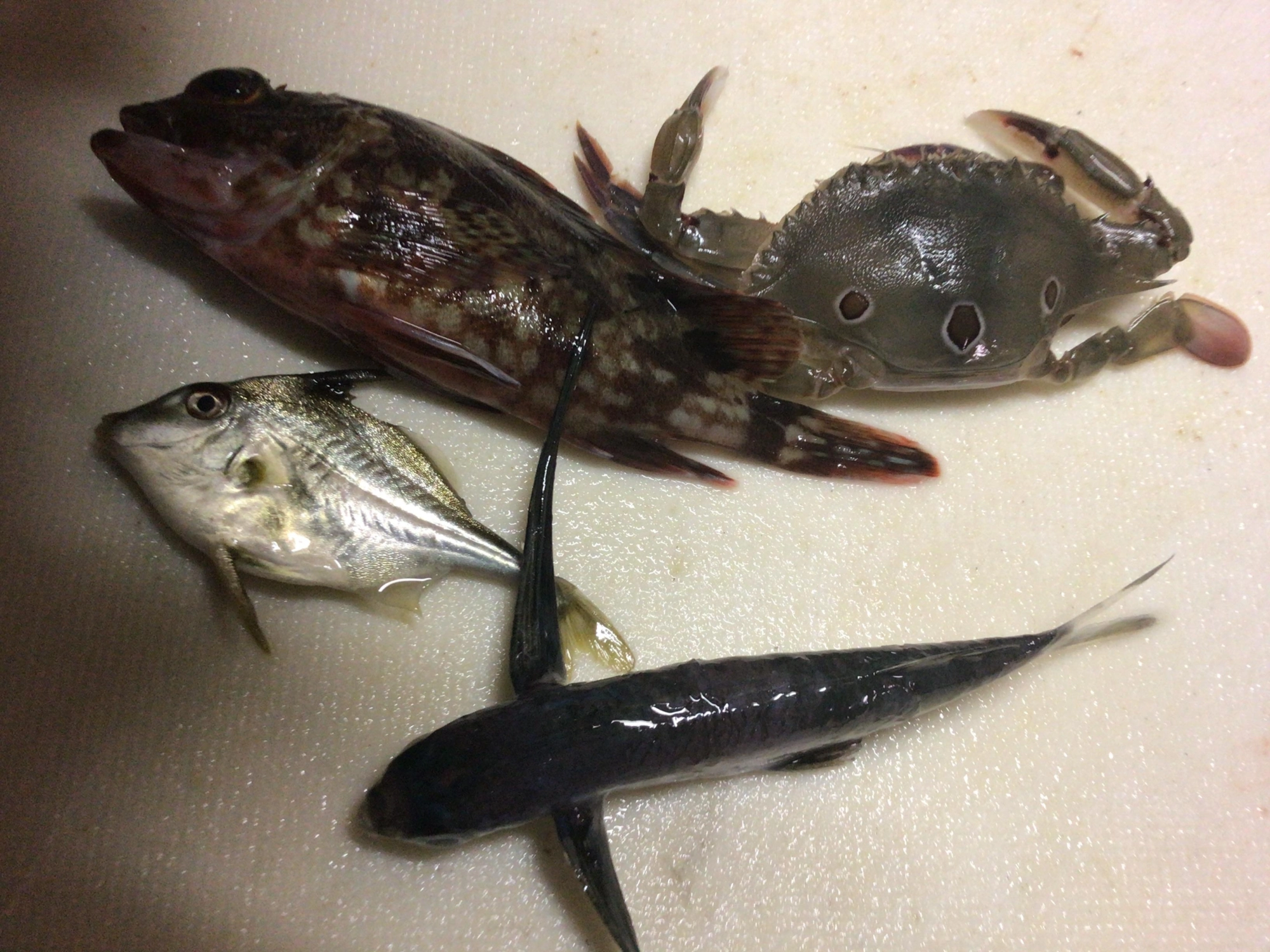 ギマ初GET❗️トビウオ、カサゴは久々デス❗️