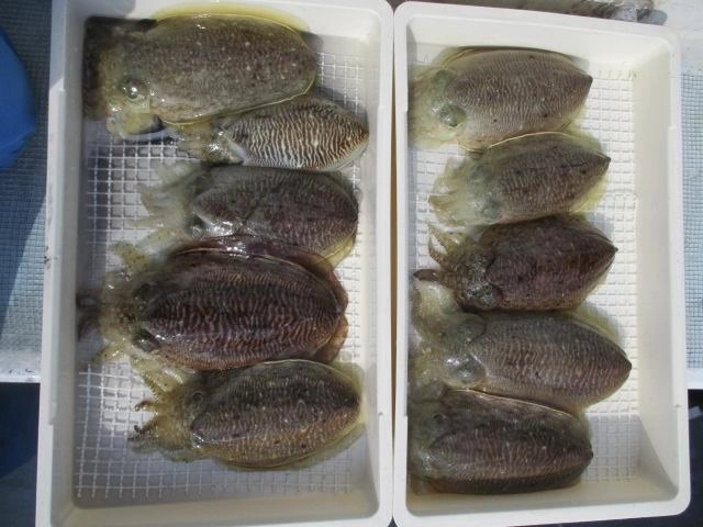 綺麗ッ(о´∀`о)