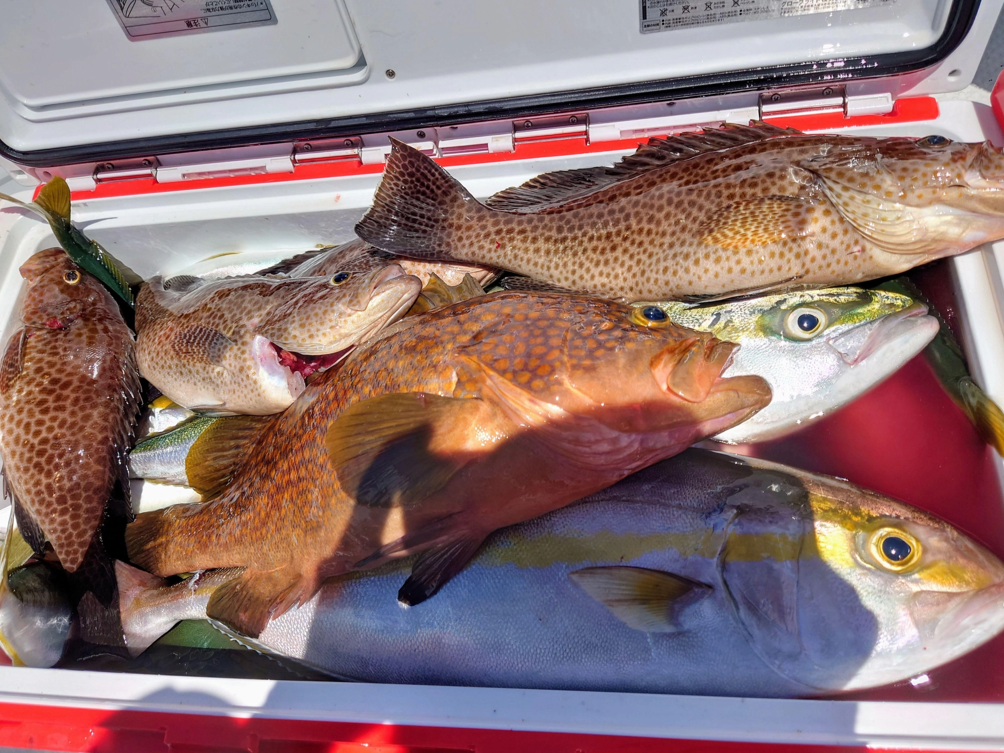 全体釣果です。