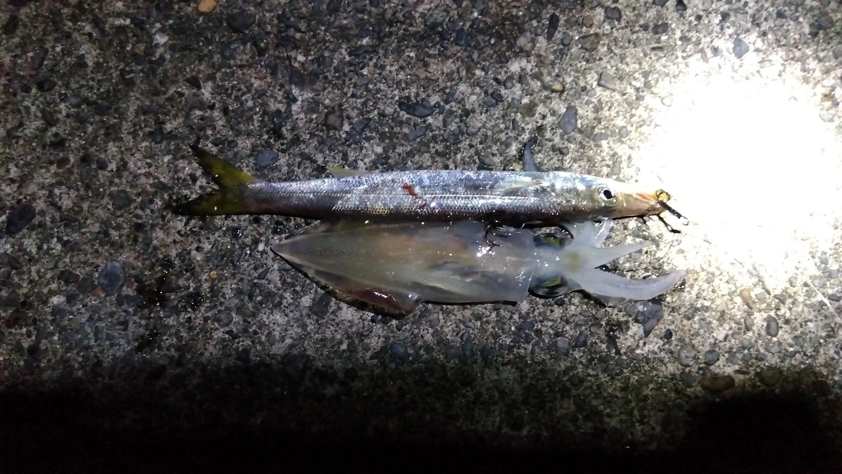 夕方にカマスでアオリイカが掛かるもタモ入れでバラしでした。
でもカマスでも十分釣れる手応えを感じました。
夜になるとマルイカに齧られまくり、とりあえず１杯だけゲットでした。