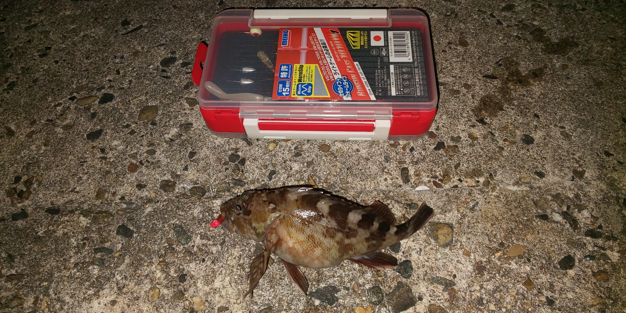 ガシラとメバルが遊んでくれました。まだそんなに大きくはないのですべてリリースです