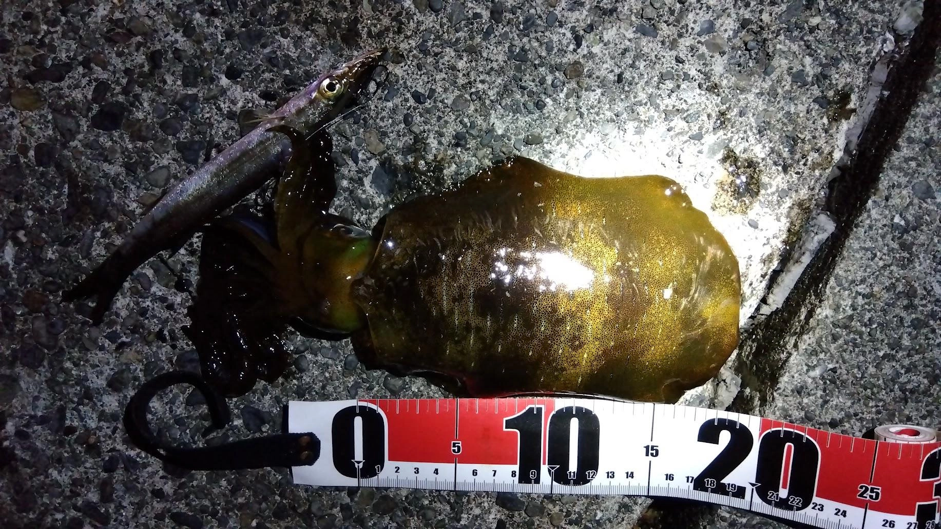 面倒なんで昨日（28日）の釣果も一緒に投稿
日没まで激流で青物狙いの泳がせは釣りにならず、日没後に小さめのアオリイカ１杯で終了でした。