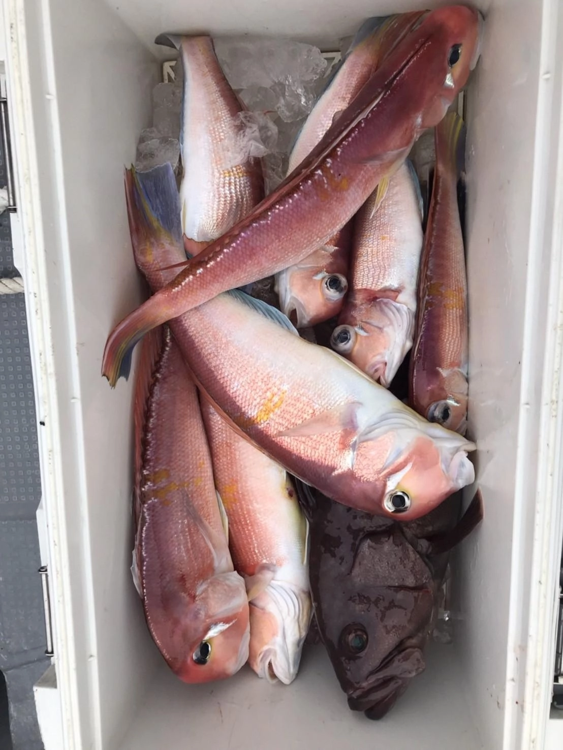 皆さん大満足の釣果♪