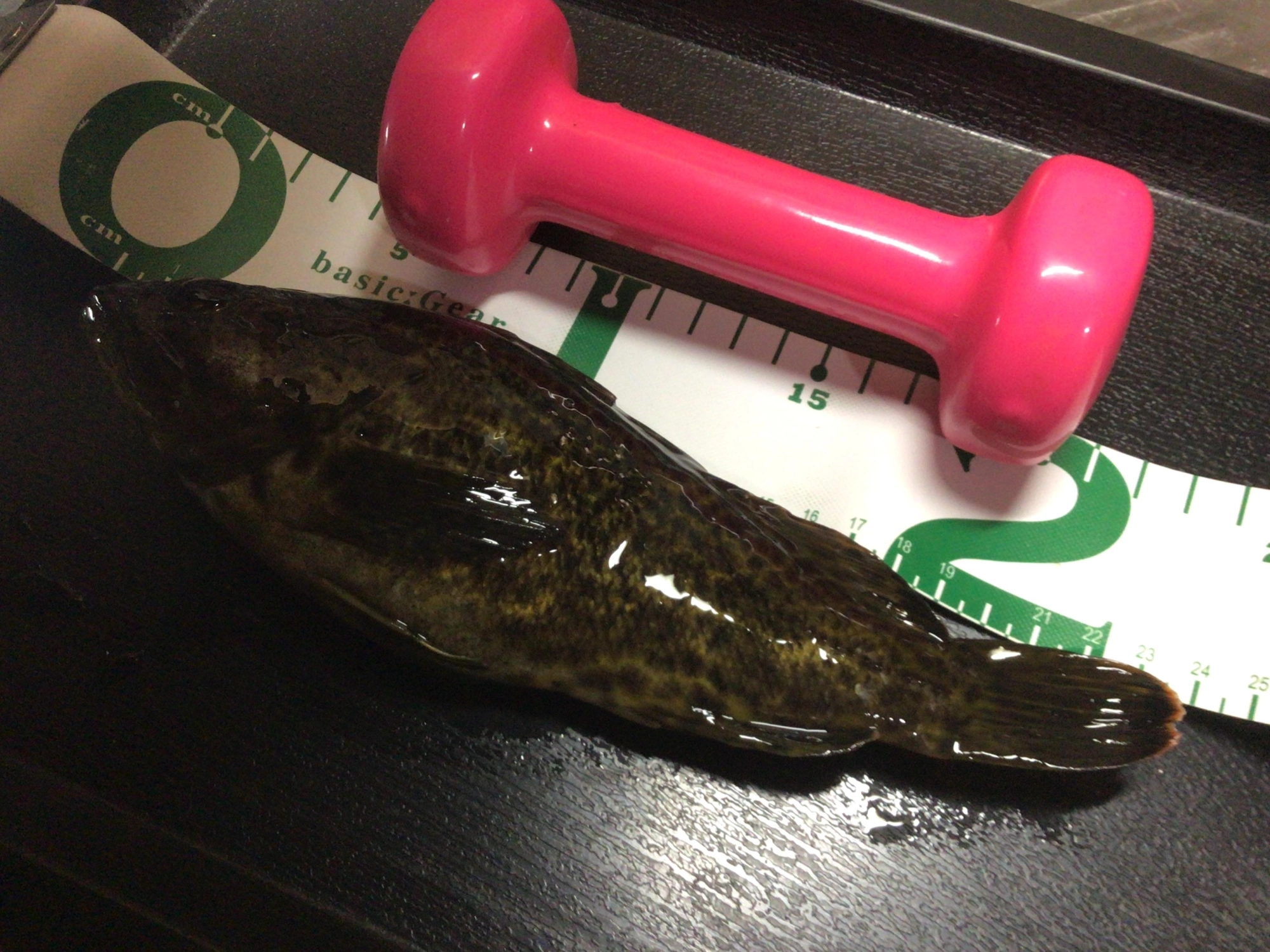 タケノコメバル自己記録更新❗️24cmデス❗️
