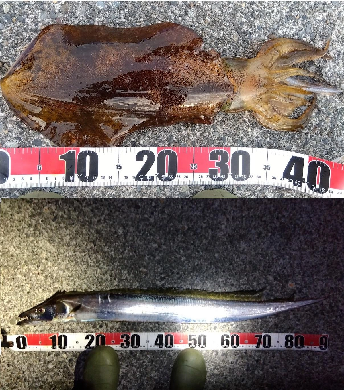 アオリイカはサバを投入して3分もしないうちにヒットでした
太刀魚テンヤは回収時の足元でヒットでした
