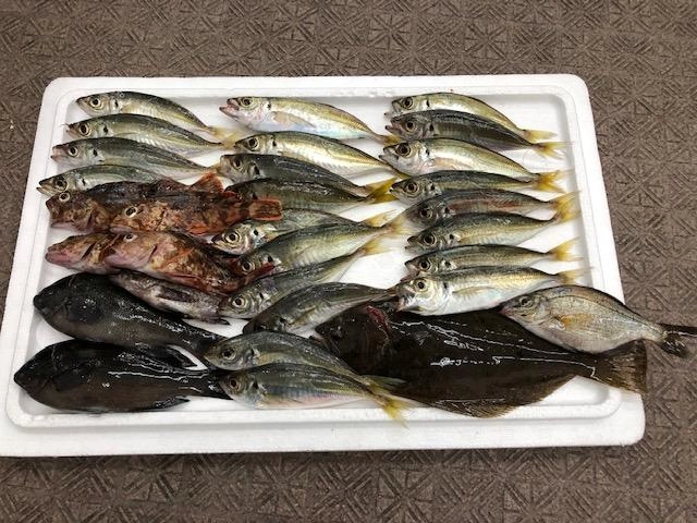 親子で仲良く大漁ですね＾＾おいしい魚種も豊富で釣った後も楽しめそうですね♪