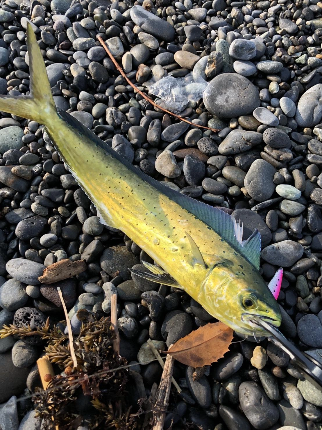 シイラの釣果が上向いてきました！サイズも少しずつ大きくなってきてます！