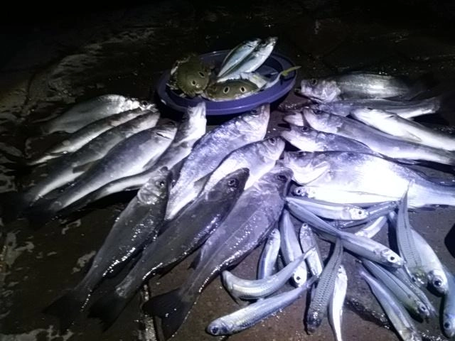 爆釣
