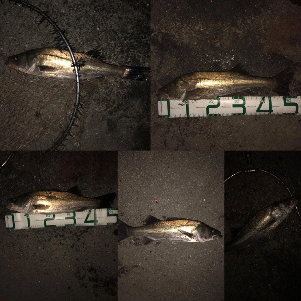 ヒイラギなどにくわえてイワシベイトも混じりいろいろなレンジを探ることで釣れ続きました。