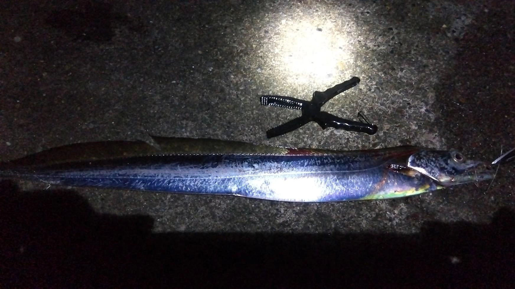 帰り際に活餌はないので鯵の頭をロデオ針仕掛けで遠投して片付けしてるとドラグが勢い良く鳴り響きました。
最初死に餌なのでまたハンマーヘッドシャークだったらヤダなと思って巻いてみると、テンジクタチが釣れてました。何でもやってみるもんですね。