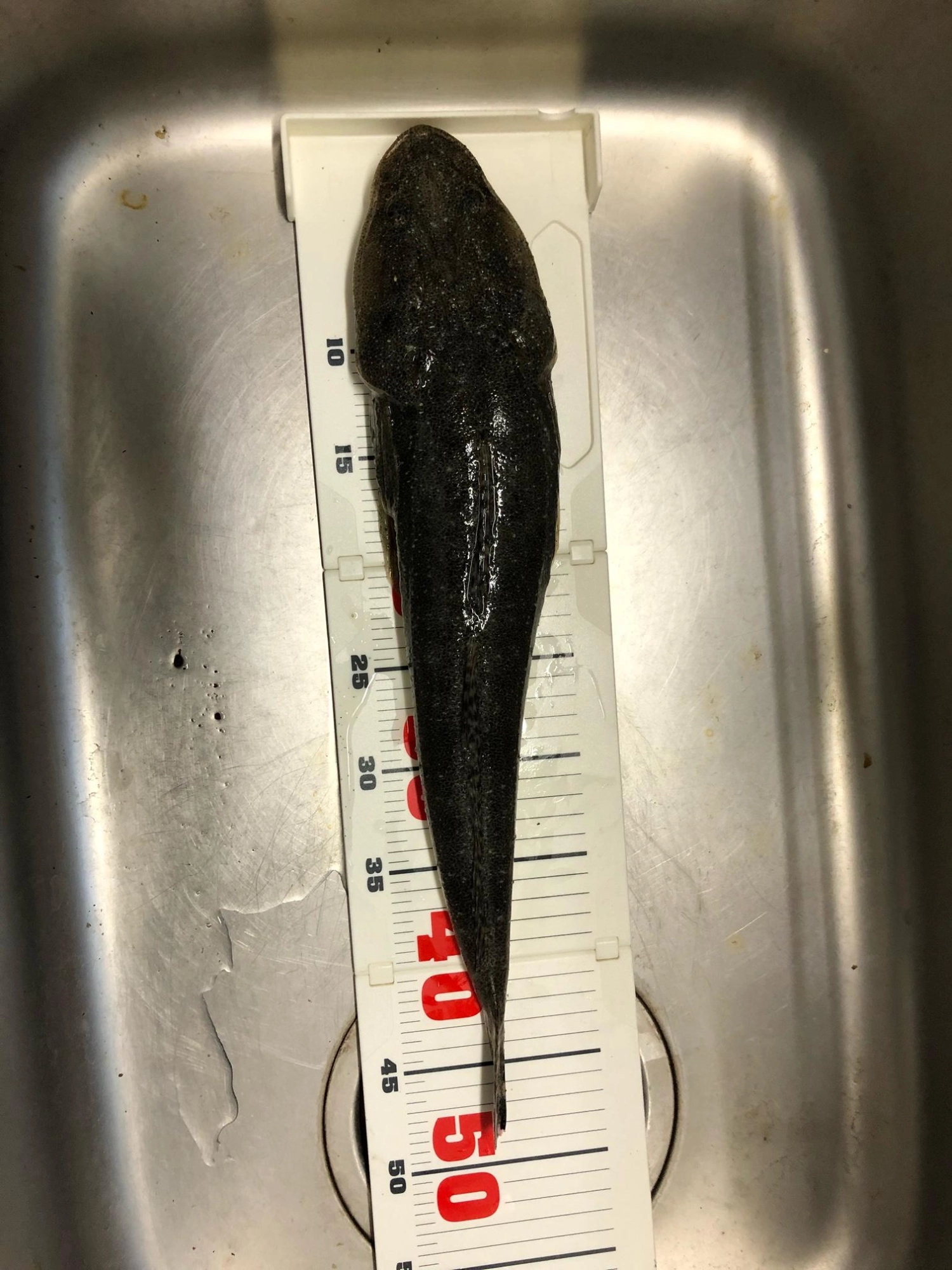 50に少し届かず。釣った時は大きく見えたのですが・・・