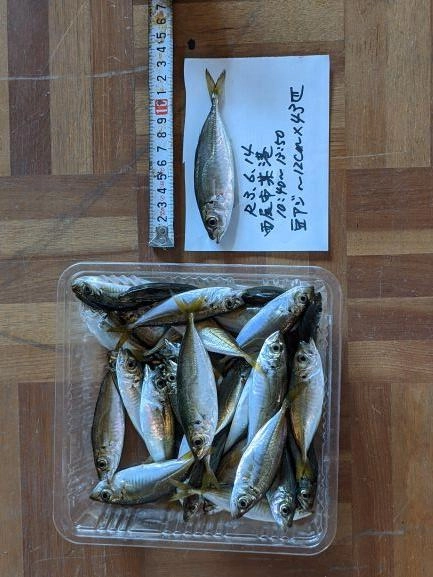 2週間前に比べると全体に少し大きくなっている。
爆釣　ケイムラ　ママカリ　と試した。今日はママカリ3号が良かった。
雨のち晴れ。
　