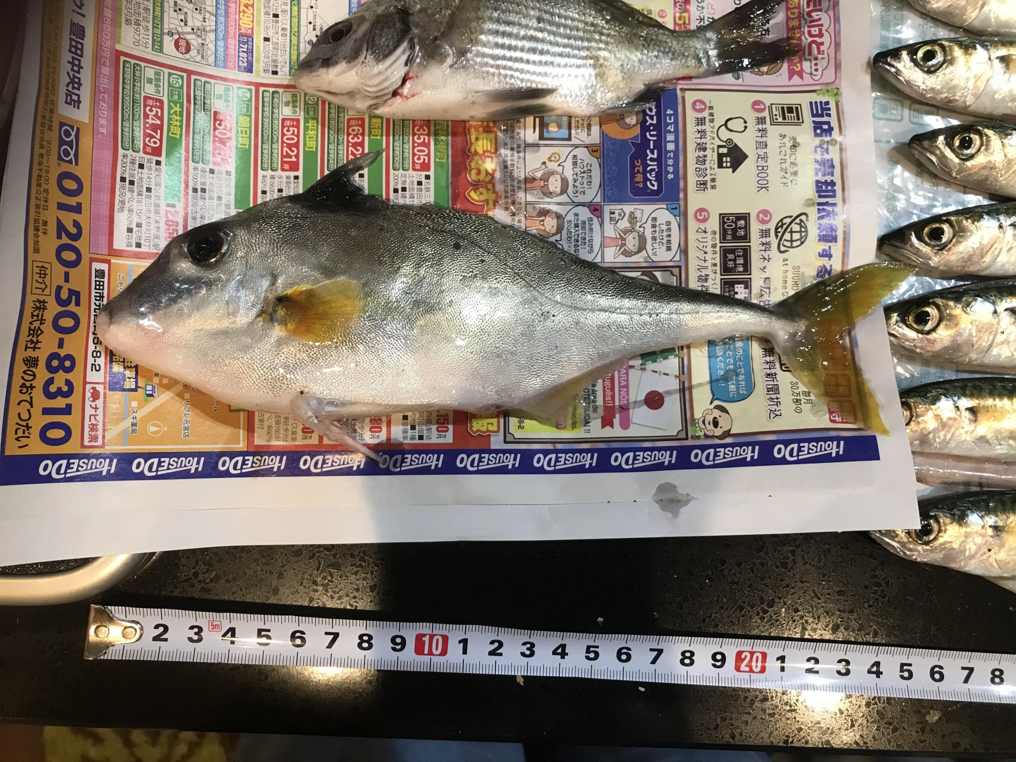 肝醤油で刺身で食べましたー
激うま！