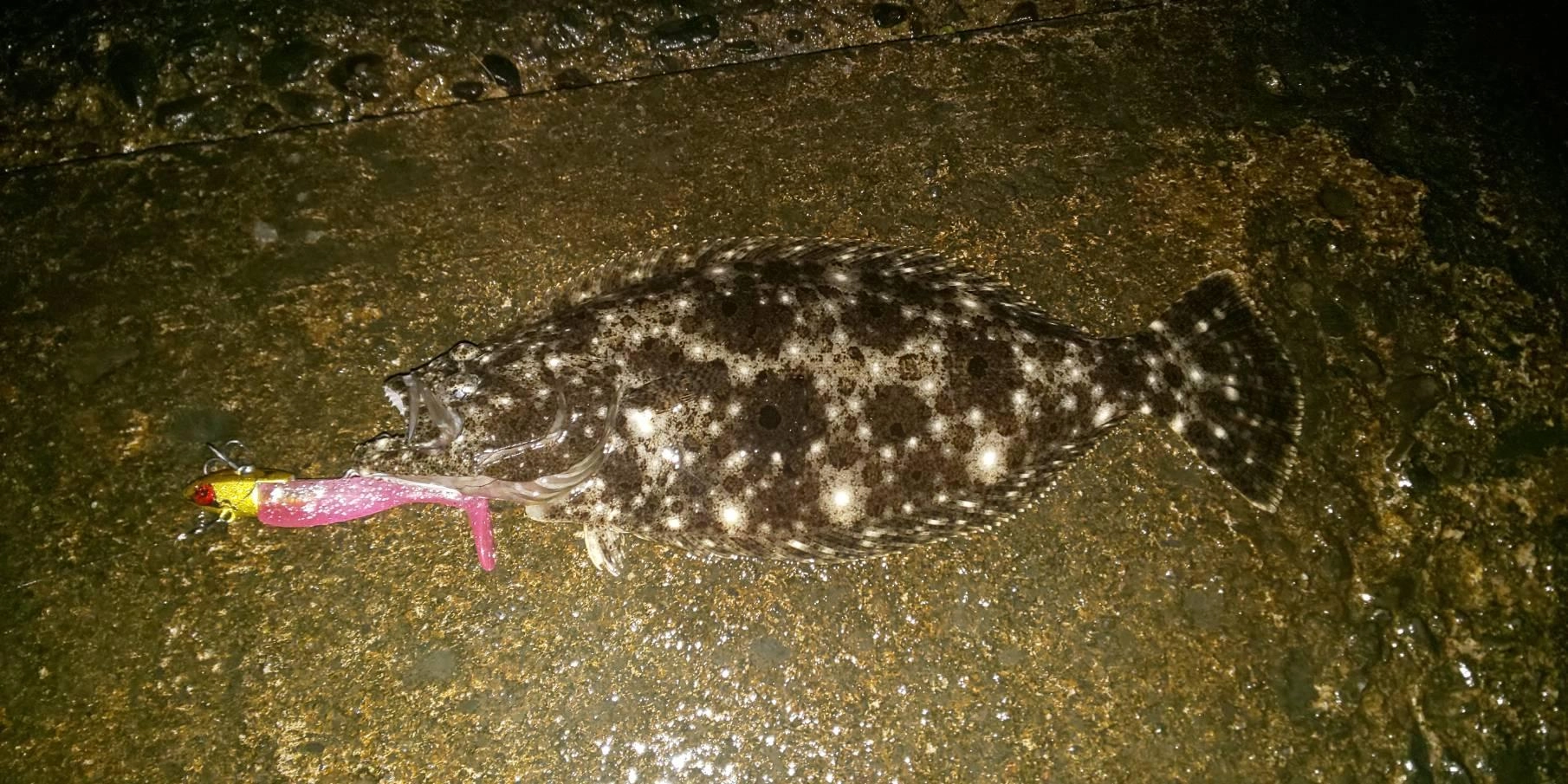 イワシなどのベイトを追って浜名湖内にヒラメも多いです