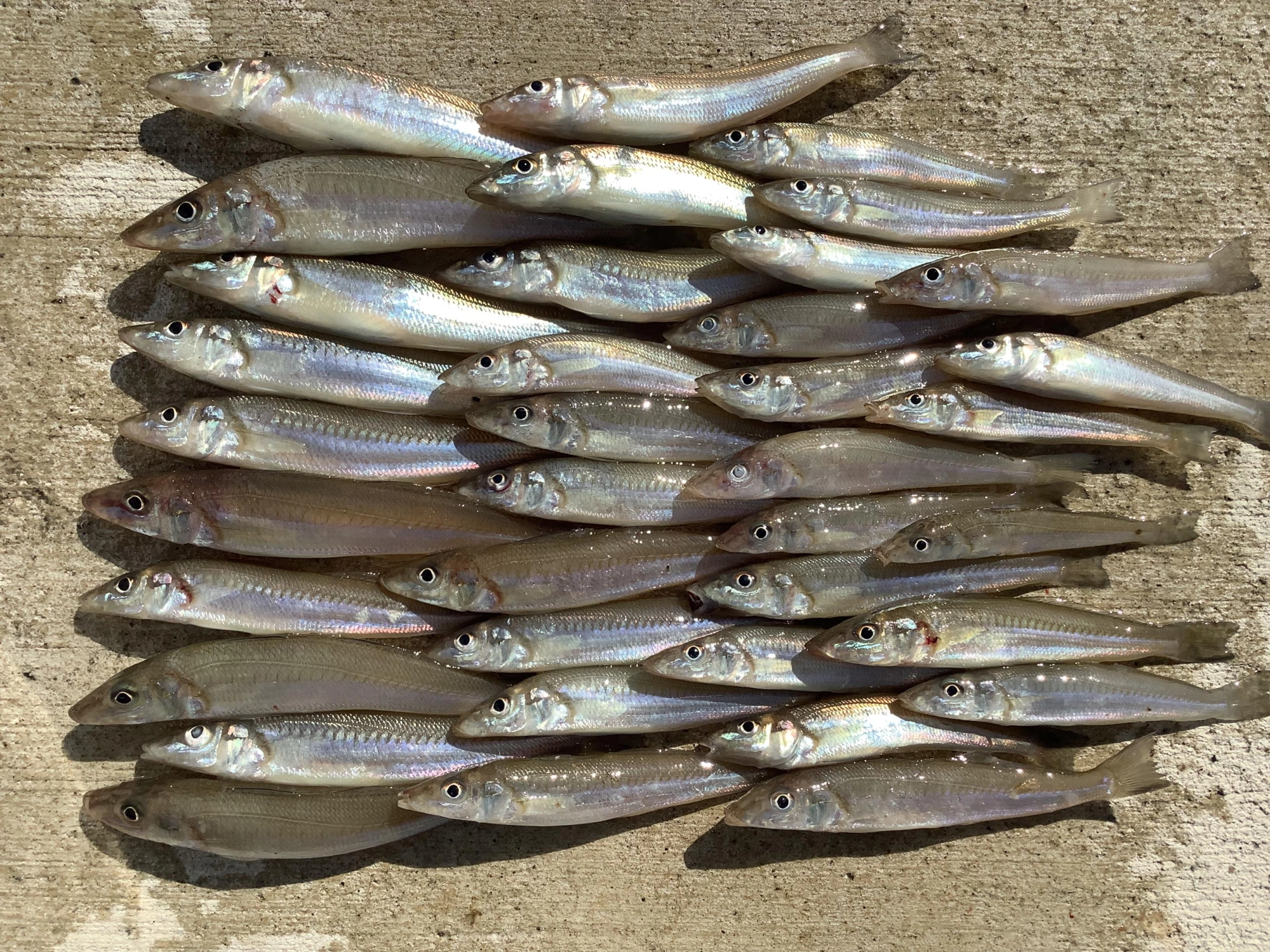 型も小さくポツポツ拾い釣り
