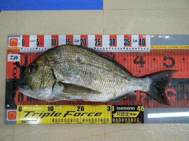 へダイ　５３ｃｍ！！