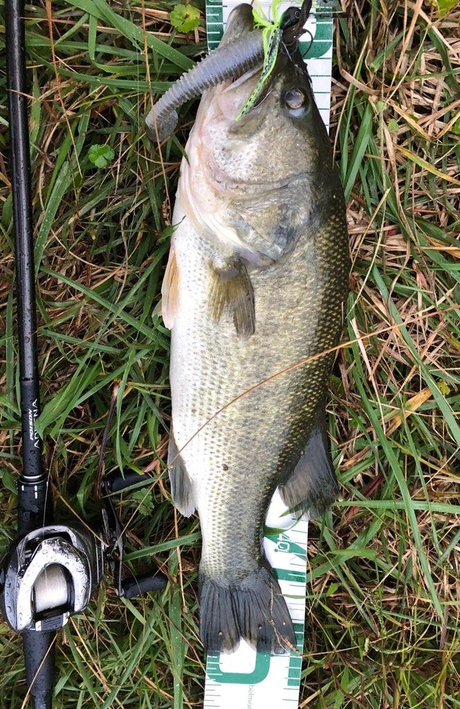 最大50ｃｍ！魚の重みを感じてからアワセましょう！