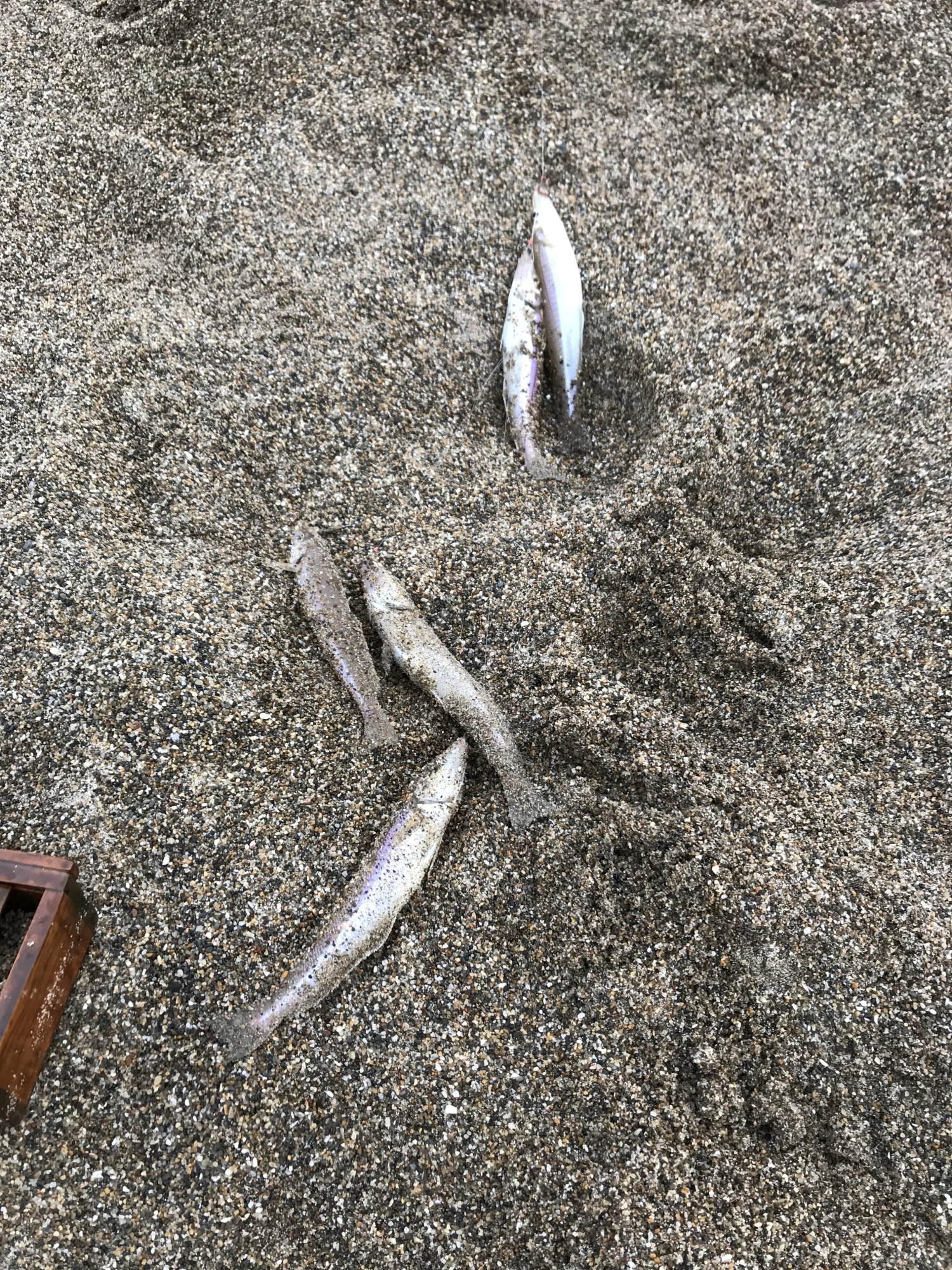 ５本針に５点掛け