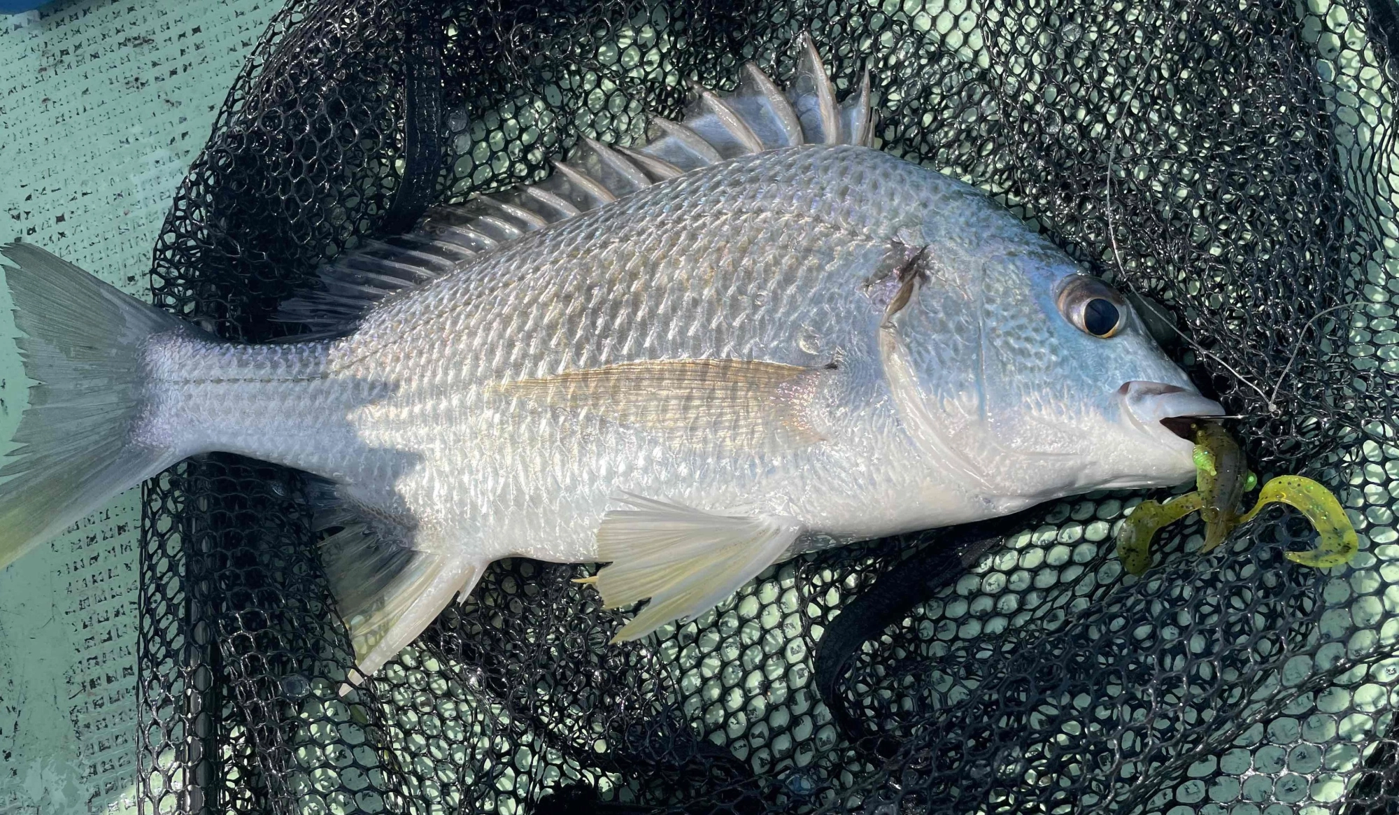 当店パートナーさんの釣果です。雨の影響も薄れてきたようで魚の活性が上昇中！！