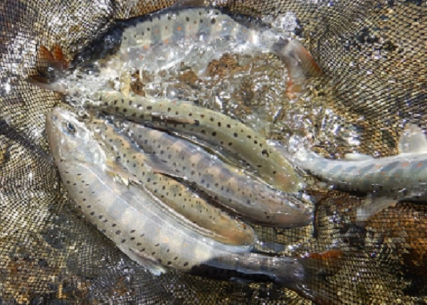 強風の中での釣果