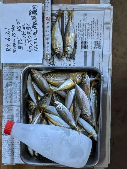 サビキ仕掛けは、ママカリ3号、切れるのを覚悟で（子サバ攻撃）。
ボトム付近しか釣れないので自分の竿と相談して、重めの籠の錘を選択する。