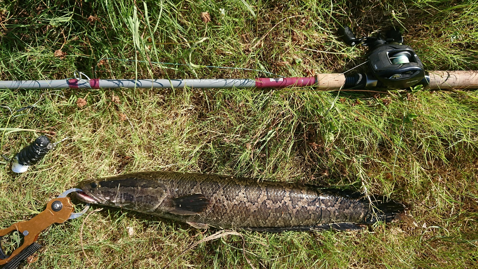 きれいな模様の雷魚でした。